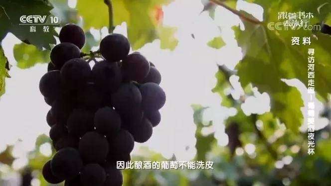 图片[7]-【000454】【综合影视】央视CCTV《跟着书本去旅行》-学爸优选