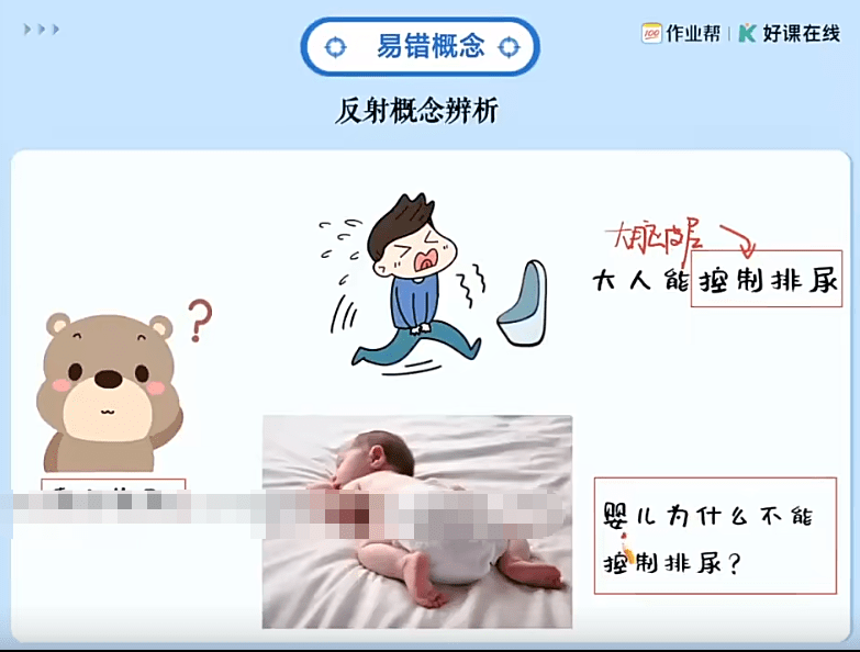 图片[7]-【003629】【高中生物】作业帮：高二生物提升班、尖端班（杨雪、邓康尧）24暑秋25寒春-学爸优选